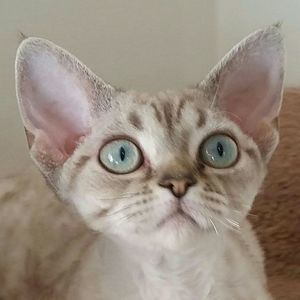 Meet your Posher, Jade